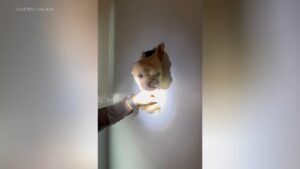 French bulldog freed after tumbling through attic into second-floor wall in Upper Dublin, Pa.