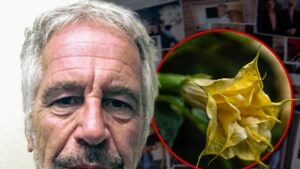 Jeffrey Epstein Emails Refer to Toxic ‘Zombie Drug’ Plants He Kept