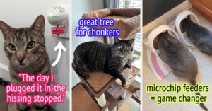 39 Helpful Products If You Have Two Or More Cats