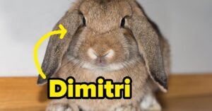 From Brody The Border Collie To Diego The Cockatoo, Which Pet Are You?