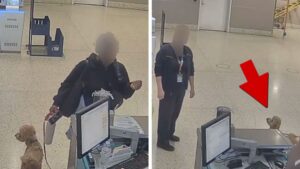Woman Arrested After Tying Up Dog at Airport and Departing, on Video