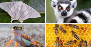 Take This 10-Question Quiz To Find Out Which Pollinator Matches Your Vibe And Learn How You Can Help Them Thrive