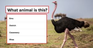 If You Can Name These 24 Savannah Animals, Your Wildlife Knowledge Is Superior