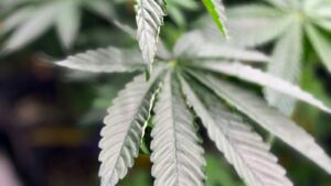 Scientists say marijuana doesn’t ease anxiety or other mental health conditions