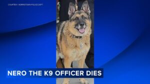 Norristown Police mourn the death of K9 officer Nero