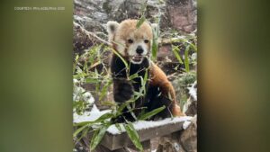 Red panda at Philadelphia Zoo dies