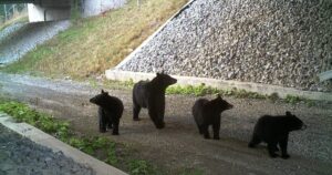 New group to create ‘wildlife corridors’ for migrating animals in Pennsylvania