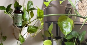 This Fertilizer Saved My Plants From The Brink Of Death