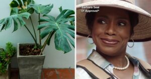 Test Your Plant Knowledge: 15 Common Species Quiz