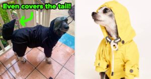 15 Best Dog Raincoats