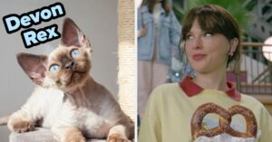 Your Taylor Swift Song Preferences Will Reveal Your Inner Cat