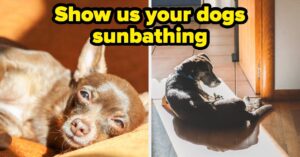 Show Us Your Pets Basking In Sunlight